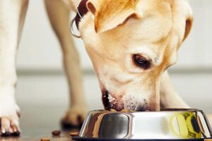 Probióticos para cães – American Kennel Club