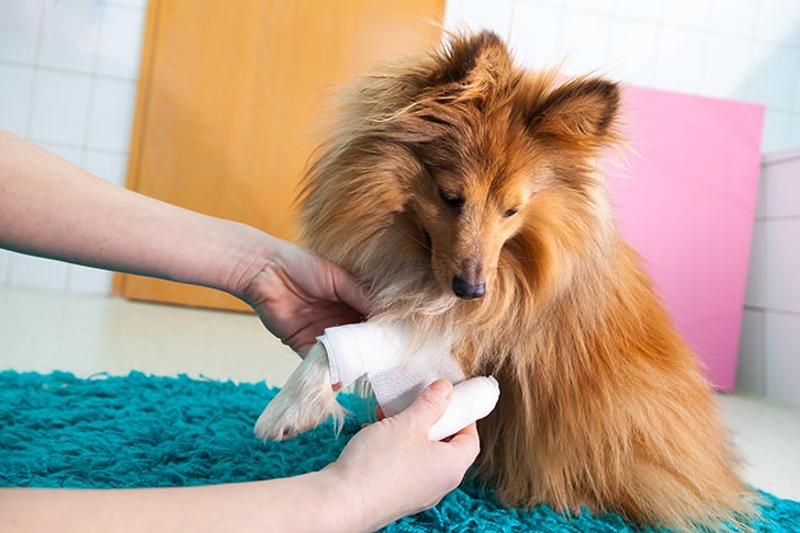 Você pode usar Neosporin em cães?