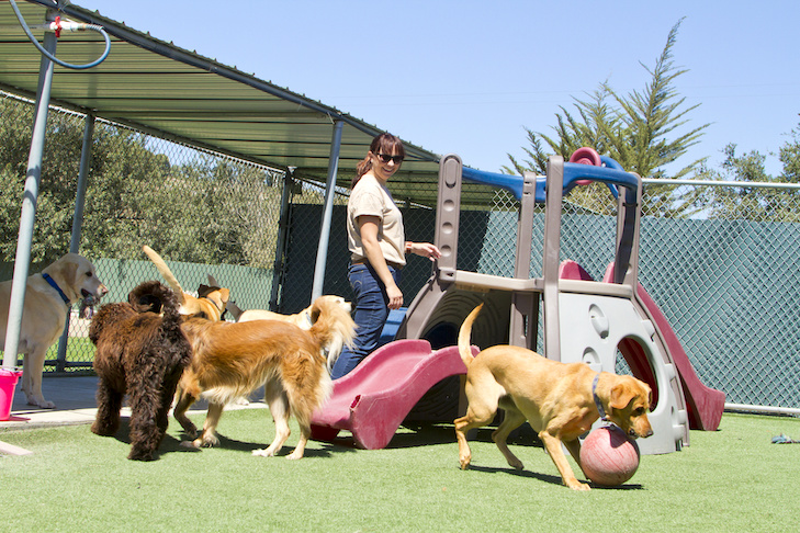 Escolhendo uma creche para seu cachorro