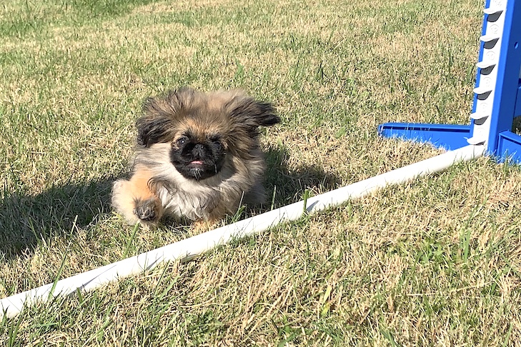 É seguro para filhotes pular?  Saltar é ruim para os cães?