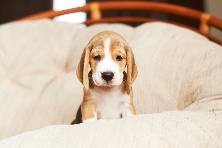 Trazendo um filhote de cachorro para casa: ajude seu filhote a se ajustar a uma nova casa