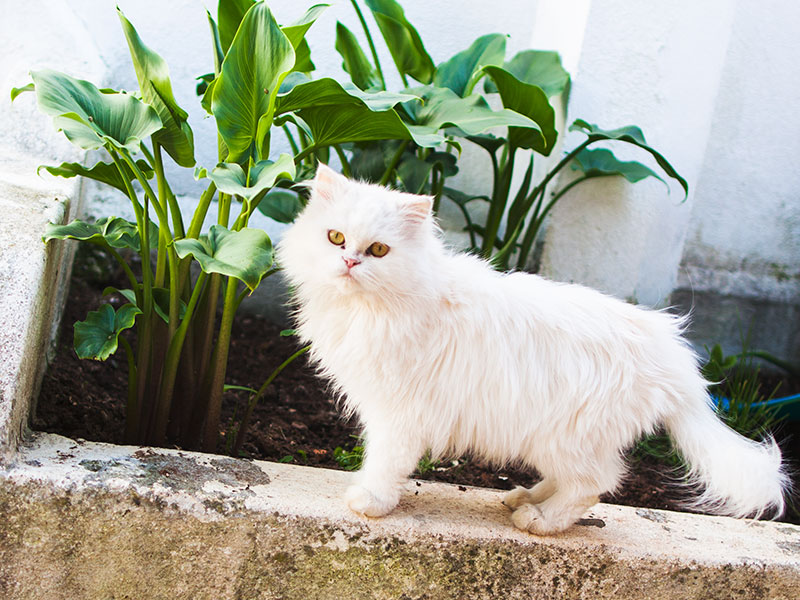 Os gatos ao ar livre precisam de uma caixa de areia?  Talvez não, mas algumas coisas a considerar