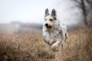 Os cães de raça mista são mais saudáveis ​​do que os cães de raça pura?