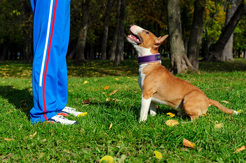 Criando um cachorro confiante e bem comportado – O blog do cachorro