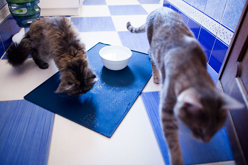Por que os gatos derramam água de tigelas: comportamento de garra,  brincadeira, respingo e derrubada - Wiki Pets