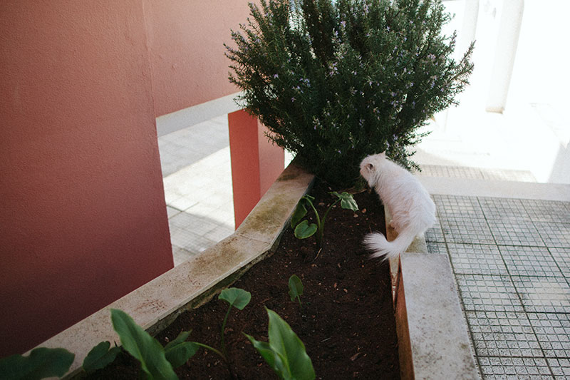 Caixas de areia externas para gatos: para manter os jardins mais limpos e as plantas mais seguras