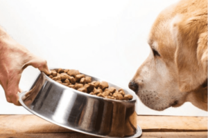 Melhor comida de cachorro para cães idosos – American Kennel Club