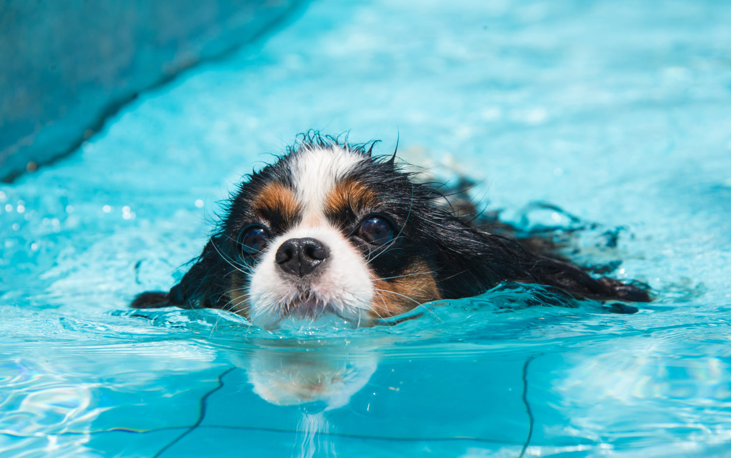 Todos os cães podem nadar?  Como ensinar um cachorro a nadar