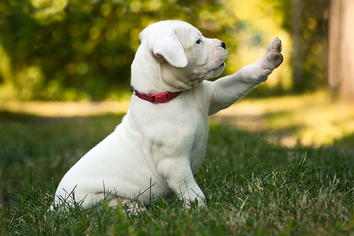 Como o AKC STAR Puppy é parte de ser um dono responsável de filhotes – American Kennel Club