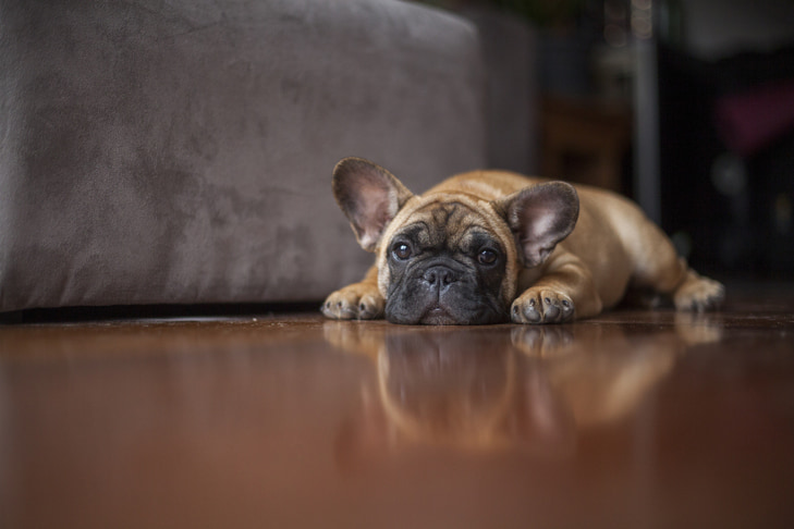 Como detectar um filhote de cachorro doente: sinais de alerta de doença a serem observados em filhotes