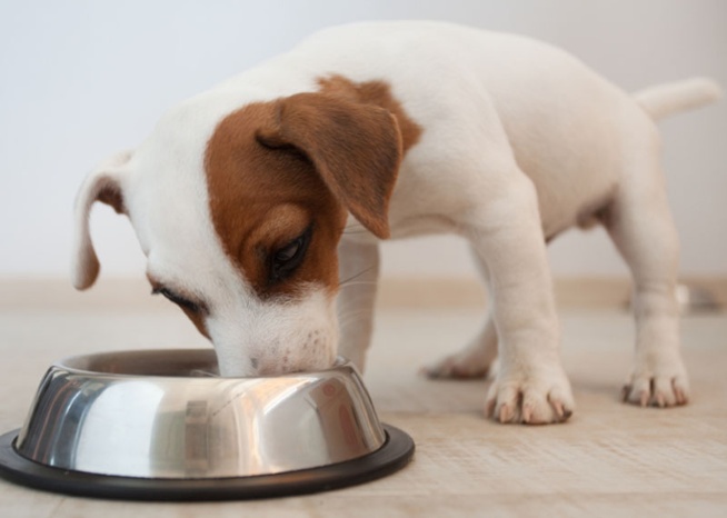 Filhotes têm necessidades dietéticas diferentes das de cães adultos – The Dog Blog