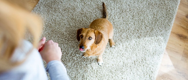 As recompensas das guloseimas para você e seu cachorro – The Dog Blog