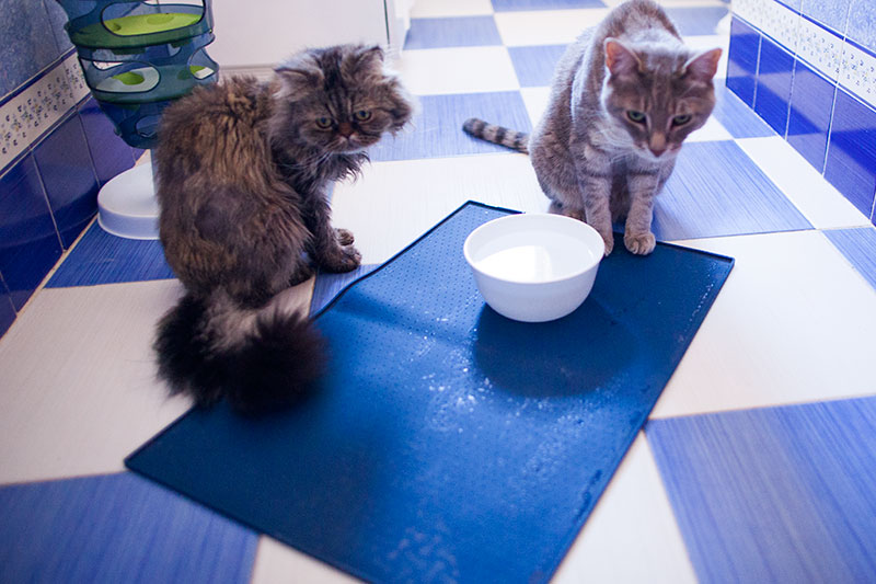 Tigelas de água para gatos sem derramamento: Pratos à prova de derramamento, alguns pesados ​​e pesados