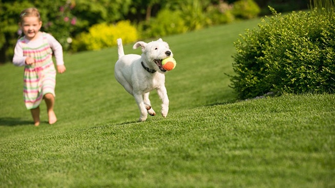 As 10 principais atividades de primavera para você e seu cão – Blog do cão