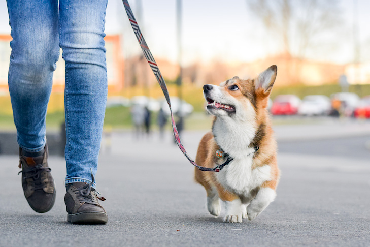 Eu preciso de um Dog Walker?  Como encontrar e escolher um