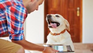 Paté para o seu cão!  – The Dog Blog