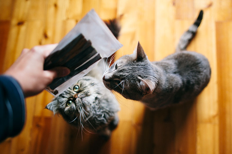 Comedouros de microchip para gatos: evitando que os animais de estimação comam a comida uns dos outros