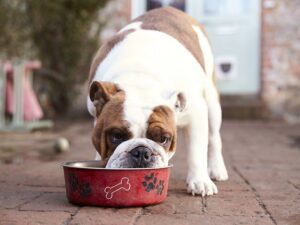 FDA Salmonella Warning For Performance Dog Frozen Raw Pet Food