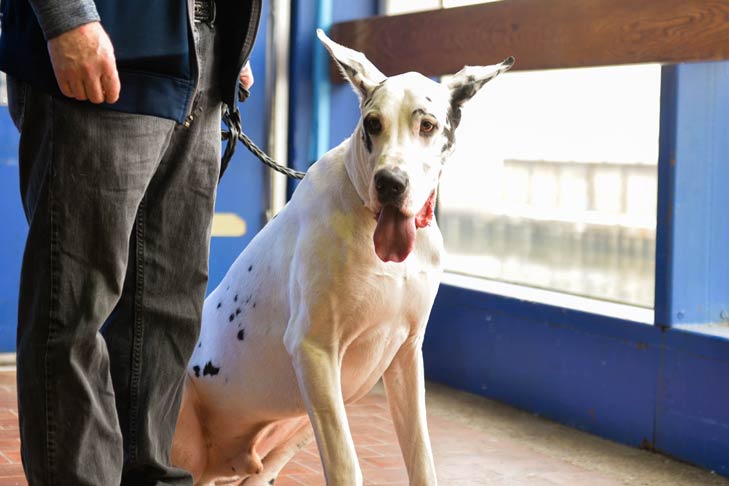 Como cuidar de raças de cães gigantes e filhotes extragrandes – American Kennel Club