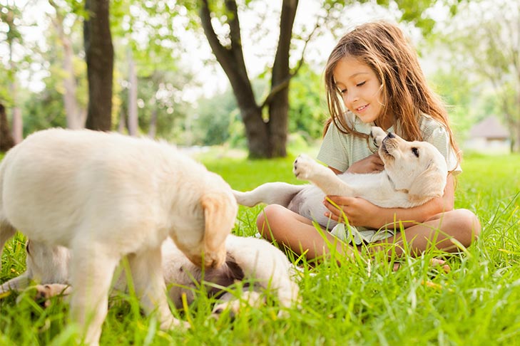 Socialização do filhote de cachorro: como socializar um filhote de cachorro