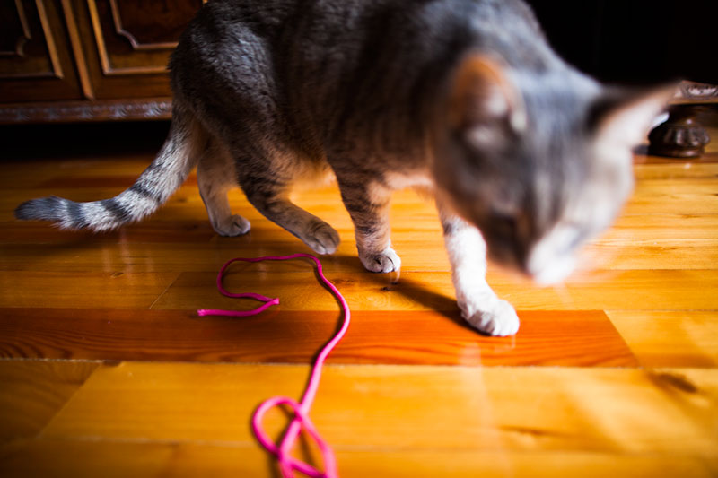 Por que os gatos gostam de barbante?  O que torna divertido assistir e brincar?