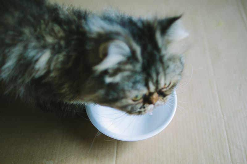 Tigelas de cerâmica para gatos para comida e água: conjuntos, levantados, fontes e muito mais