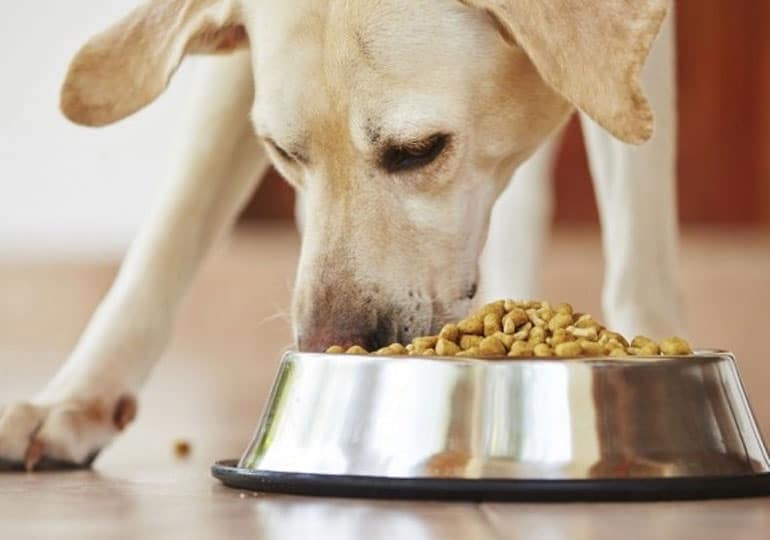 Nutrição para cães: o que e quanto alimentar meu cão