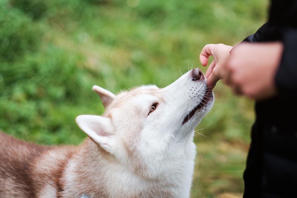 Alerta da FDA para orelha de porco: guloseimas para cães podem estar conectadas à Salmonella