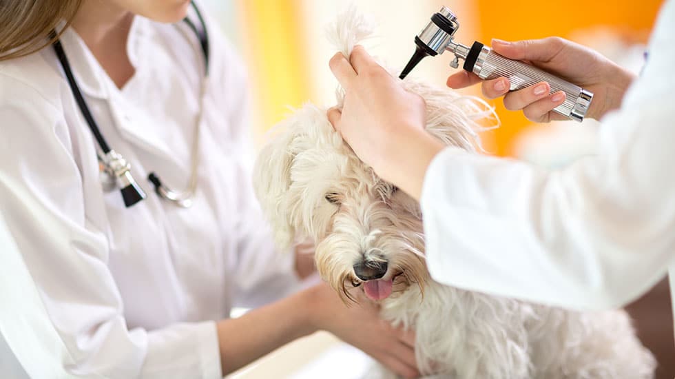 Infecções do ouvido de cães: sintomas, causas, tratamento e prevenção