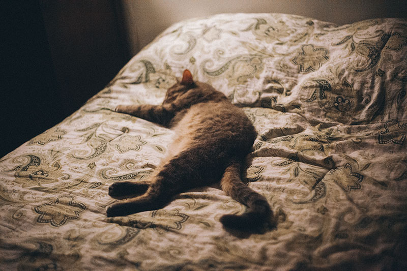 Seus gatos dormem aos pés da cama?  Mine Do!  Por quê?  7 teorias