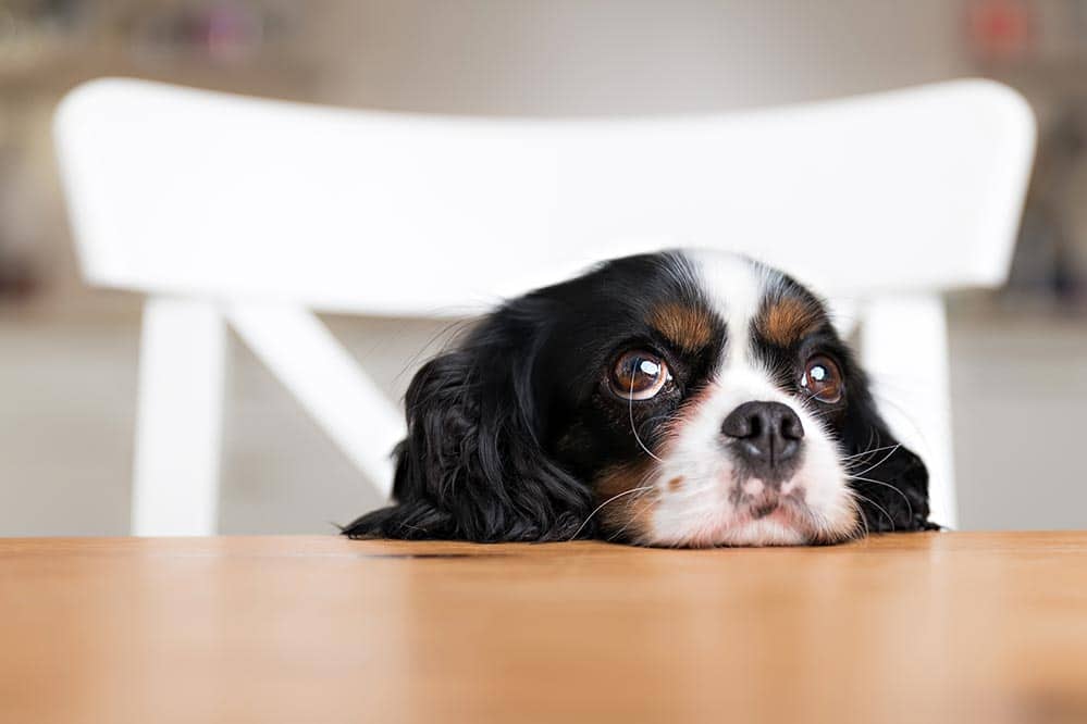 Como impedir um cachorro de implorar