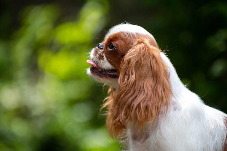 O que acontece quando um cão espirra ao contrário?