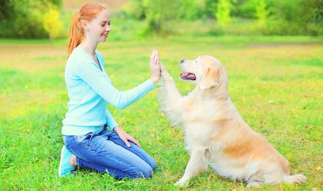 Como usar guloseimas para treinar seu cão.  – The Dog Blog