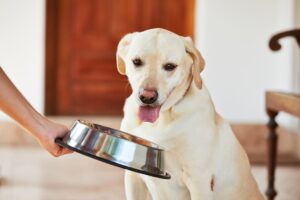 As necessidades dietéticas de raças de cães grandes – The Dog Blog