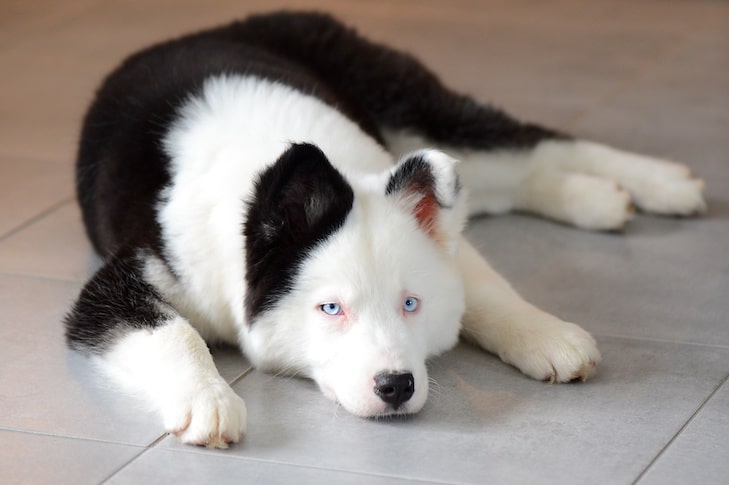 Micose em cães: sintomas, tratamento e prevenção