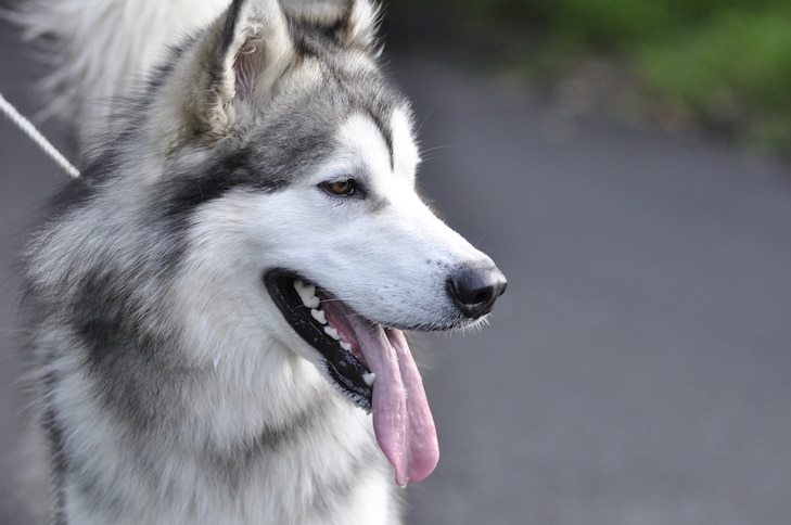 Por que os cães ofegam?