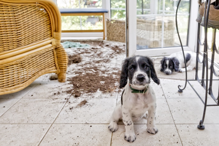 Dicas à prova de cachorros para sua casa e quintal – American Kennel Club