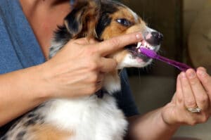 Prepare Seus Filhotes Para Cuidados Preventivos – American Kennel Club