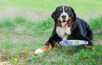 O que considerar ao alimentar seu cão de raça grande – O blog do cão