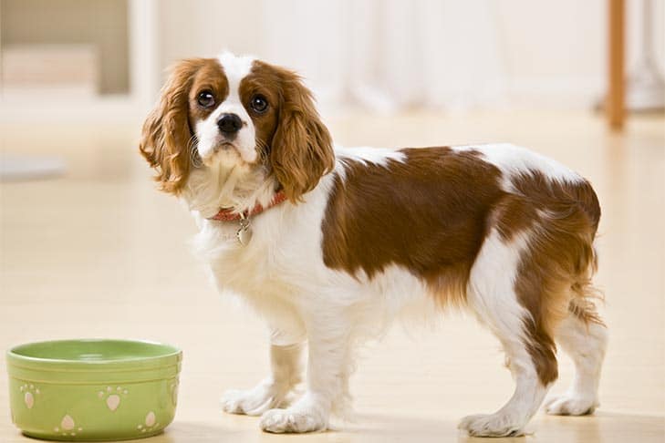 Como mudar os alimentos para cães: fazendo a transição da dieta do seu cão