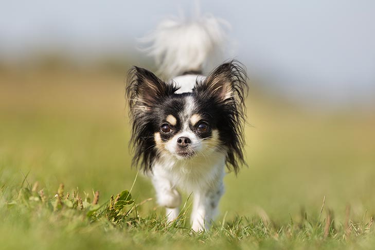 Como Manter Seu Cachorro Saudável – American Kennel Club