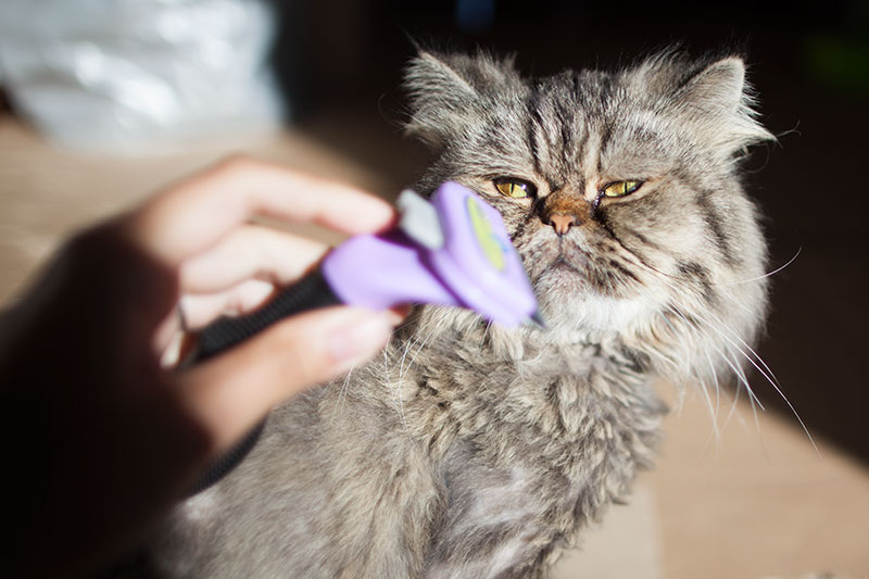 As melhores escovas para gatos de pêlo comprido: do uso diário às esteiras para desenredar