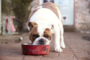 Alerta da FDA sobre dieta sem grãos: o que os donos de cães precisam saber