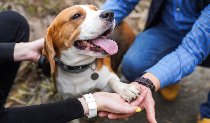 Coronavírus Canino: Compreendendo o Coronavírus em Cães