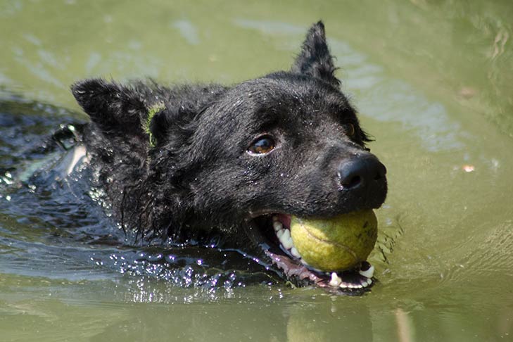 Cães e algas verde-azuladas: sintomas e prevenção