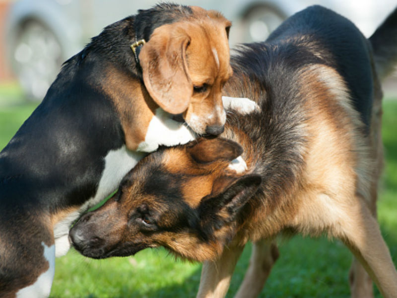 Meus cães estão brincando ou brigando?