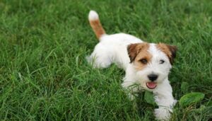 Como o Bil-Jac® Picky No More® pode agradar seu cãozinho perspicaz – The Dog Blog