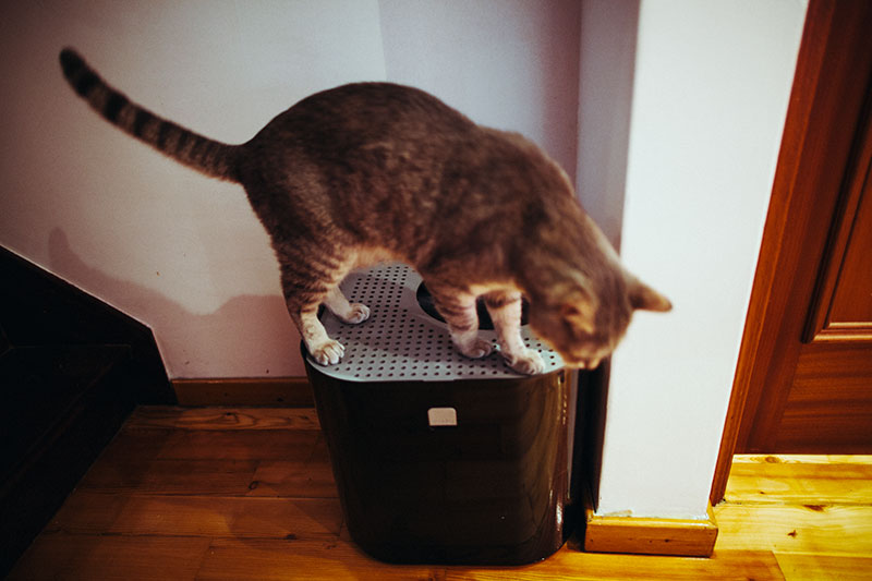 Caixas de areia para gatos de canto: de panelas a tampas de capô cobertas, pequenas a grandes