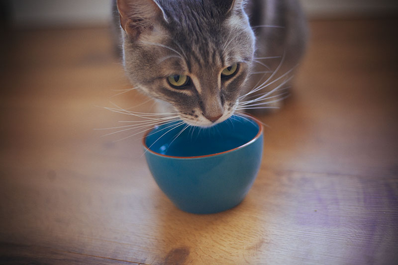 Tigelas Elevadas para Gatos: Pratos Elevados de Comida e Água, Estações de Alimentação e Suportes