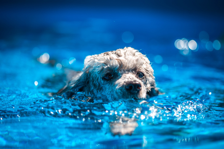 Como impermeabilizar a pelagem do seu cão